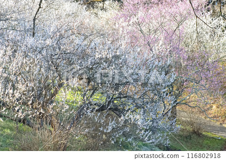 Landscape with plum blossoms in early spring 116802918