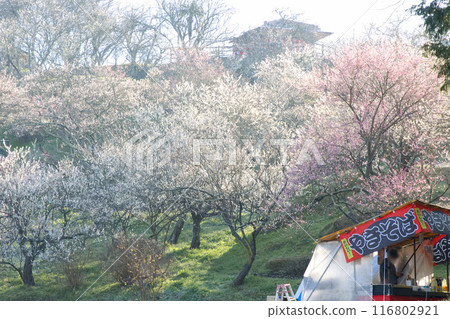 Plum blossoms illuminated by the morning sun Plum blossoms illuminated by the morning sun 116802921