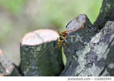 Yotsu Sujirakami 116802940