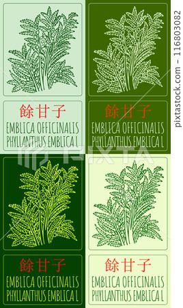 Set of vector drawing EMBLICA OFFICINALIS in Chinese in various colors. Hand drawn illustration. Latin name is PHYLLANTHUS EMBLICA L. 116803082