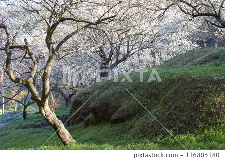 清晨的梅園 清晨的梅園 116803180