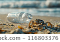 Crab and plastic waste on beach 116803376