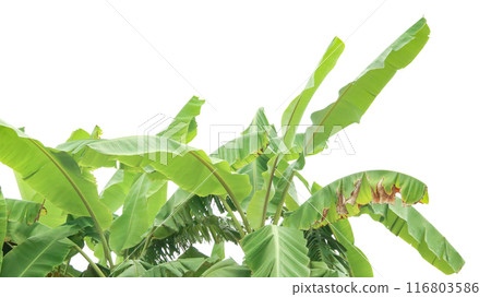 Cut out of banana tree and leaves with clipping path on white background. Cut out of banana tree and leaves with clipping path on white background. 116803586