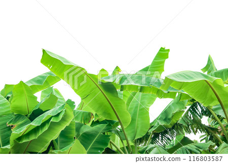 Cut out of banana tree and leaves with clipping path on white background. Cut out of banana tree and leaves with clipping path on white background. 116803587