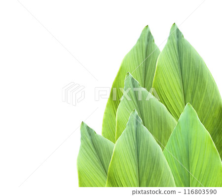 A cut-out of tree leaf on a white background with clipping paths. A cut-out of tree leaf on a white background with clipping paths. 116803590