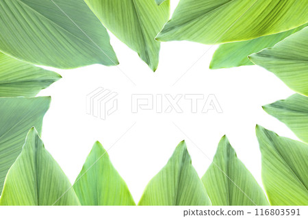 A cut-out of tree leaf on a white background with clipping paths. 116803591