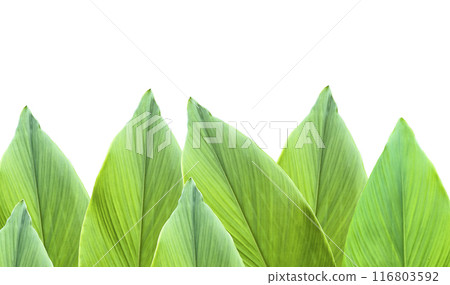 A cut-out of tree leaf on a white background with clipping paths. A cut-out of tree leaf on a white background with clipping paths. 116803592