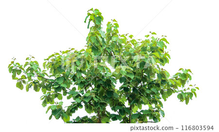 A cut-out of a teak tree on a white background with clipping paths. A cut-out of a teak tree on a white background with clipping paths. 116803594