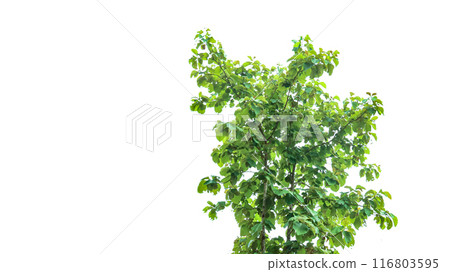 A cut-out of a teak tree on a white background with clipping paths. A cut-out of a teak tree on a white background with clipping paths. 116803595