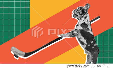Beautiful purebred dog, French Bulldog standing with ice hockey stick against abstract multicolor background. Contemporary art collage. Beautiful purebred dog, French Bulldog standing with ice hockey stick against abstract multicolor background. Contemporary art collage. 116803658