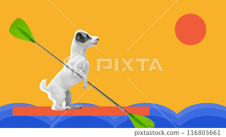 Purebred dog, Jack Russell Terrier standing upright on bright red paddleboard against yellow background. Contemporary art collage. Purebred dog, Jack Russell Terrier standing upright on bright red paddleboard against yellow background. Contemporary art collage. 116803661