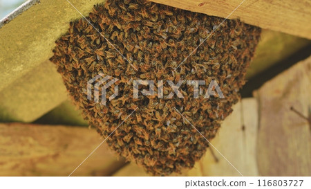 A hive of wild bees have attached themselves to the barn. A hive of wild bees have attached themselves to the barn. 116803727