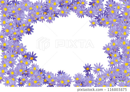 Shion flower card 1 Shion flower card 1 116803875