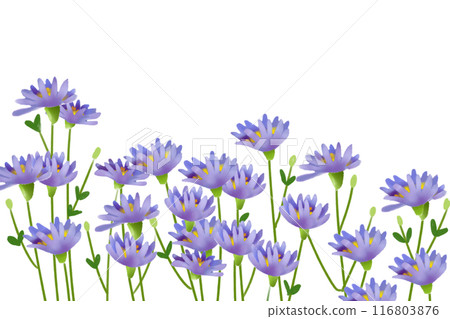 Shion flower card 1 116803876