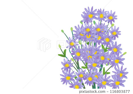 Shion flower card 2 Shion flower card 2 116803877