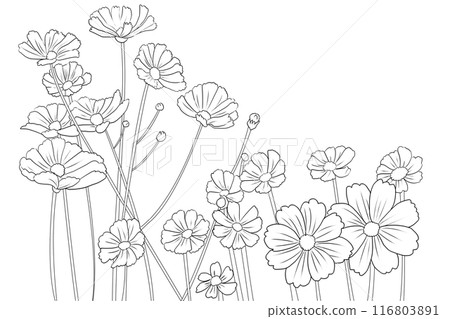 Cosmos flower card 7 116803891