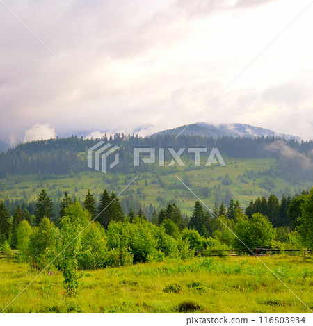 Misty Carpathian mountain valley. 116803934