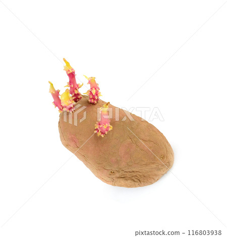 Potato tubers with sprouted sprouts isolated on a white. There is free space for text. Potato tubers with sprouted sprouts isolated on a white. There is free space for text. 116803938