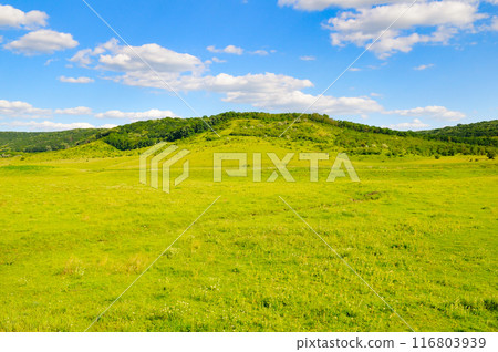 Green meadow, trees and hills. 116803939