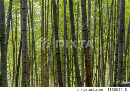 View looking up at the bamboo forest path View looking up at the bamboo forest path 116803948