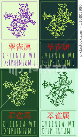 Set of vector drawing CHIENIA WT in Chinese in various colors. Hand drawn illustration. Latin name is DELPHINIUM L Set of vector drawing CHIENIA WT in Chinese in various colors. Hand drawn illustration. Latin name is DELPHINIUM L 116803980