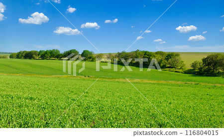 Green peas field and blue sky. Wide photo. Green peas field and blue sky. Wide photo. 116804015