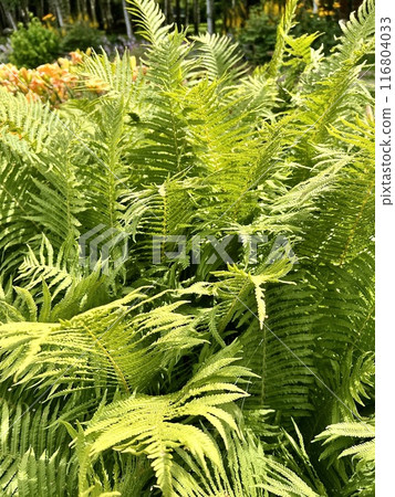 Green ferns in the garden close-up. Nature background. Sustainable Climate Visuals Green ferns in the garden close-up. Nature background. Sustainable Climate Visuals 116804033