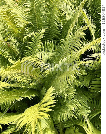 Green ferns in the garden close-up. Nature background. Sustainable Climate Visuals Green ferns in the garden close-up. Nature background. Sustainable Climate Visuals 116804034