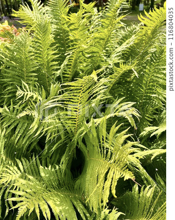 Green ferns in the garden close-up. Nature background. Sustainable Climate Visuals Green ferns in the garden close-up. Nature background. Sustainable Climate Visuals 116804035