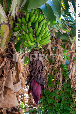 Fresh green bananas bunch, Madeira, Portugal Fresh green bananas bunch, Madeira, Portugal 116804037