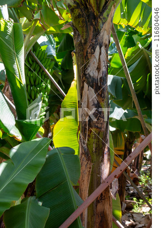 Banana leaves on trees in a farm, Madeira, Portugal 116804046