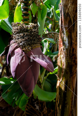 Purple banana blossom, Madeira, Portugal 116804050