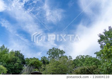 Blue sky and white clouds in early summer 116804110