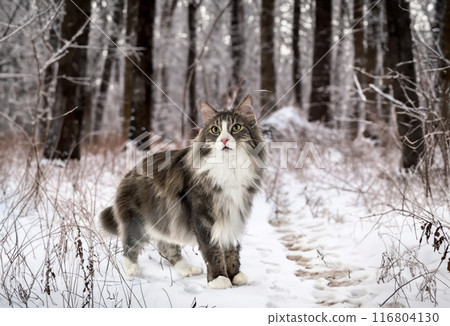 Norwegian Forest cat Norwegian Forest cat 116804130