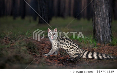 Common genet in studio Common genet in studio 116804136