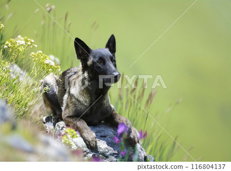 belgian shepherd in nature belgian shepherd in nature 116804137
