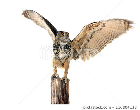 Eurasian eagle-owl in studio Eurasian eagle-owl in studio 116804138