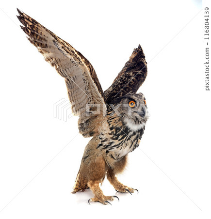 Eurasian eagle-owl in studio Eurasian eagle-owl in studio 116804139