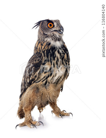 Eurasian eagle-owl in studio Eurasian eagle-owl in studio 116804140
