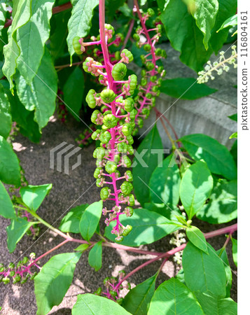 日本山牛蒡_西洋種山牛蒡的青果 日本山牛蒡_西洋種山牛蒡的青果 116804161