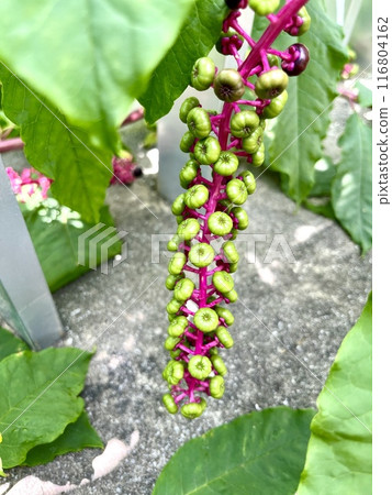 American pokeweed - green fruit of the Western mountain burdock American pokeweed - green fruit of the Western mountain burdock 116804162