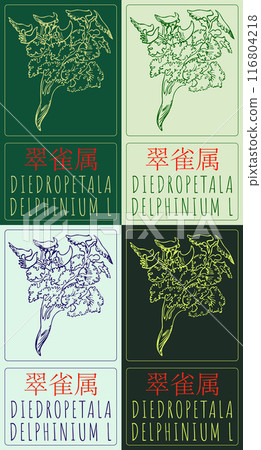 Set of vector drawing DIEDROPETALA in Chinese in various colors. Hand drawn illustration. Latin name is DELPHINIUM L 116804218