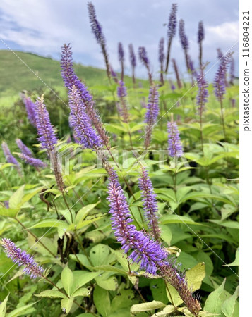 Flowers blooming near the Tenjindai Station of the Tanigawadake Ropeway in July 116804221