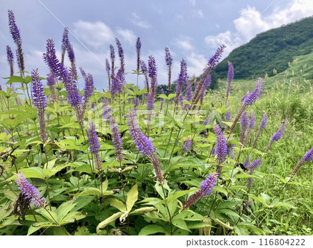 7月谷川岳索道天神平站附近鮮花盛開 116804222