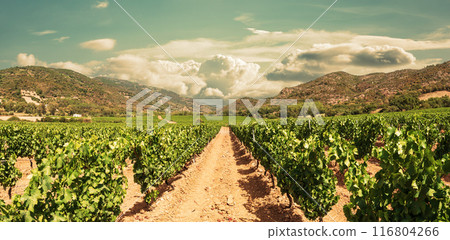 Rows of a vineyard with mountains in the background. Agriculture. Rows of a vineyard with mountains in the background. Agriculture. 116804266