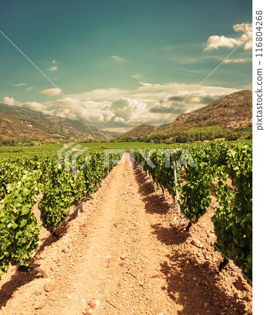 Rows of a vineyard with mountains in the background. Agriculture. Rows of a vineyard with mountains in the background. Agriculture. 116804268