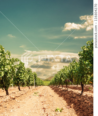 Rows of a vineyard with mountains in the background. Agriculture. Rows of a vineyard with mountains in the background. Agriculture. 116804270