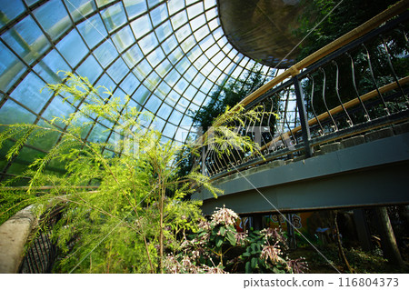 greenhouse garden 116804373