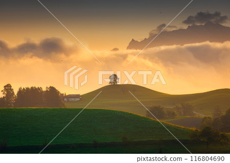 Rural scene of peaceful agricultural village with lonely tree on hill in the morning 116804690