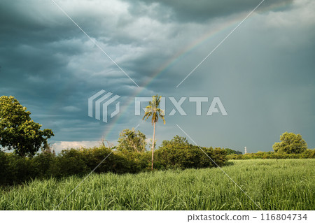 Rainbow with rain in cloudy sky over coconut tree and sugarcane plantation Rainbow with rain in cloudy sky over coconut tree and sugarcane plantation 116804734